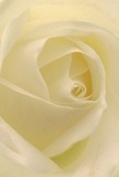 A close-up, almost meditative view of a single cream-white rose fills the frame, its petals unfolding in a slow, deliberate spiral that draws the eye gently inward. The bloom appears freshly opened, every petal margin smooth and unblemished, curling inward with a quiet, patient grace. Soft ivory and warm cream tones mingle together, like morning light drifting through sheer curtains over a Belsize Park townhouse window. The texture of the petals looks both matte and luxuriously creamy, suggesting the feel of silk or finely pressed cotton beneath the fingertips. Light falls from above and slightly to one side, gliding over the innermost folds and creating faint, feathery shadows that give the rose a deep, almost hypnotic centre. The outer petals are paler, almost translucent at the tips, hinting at fragility and the fleeting nature of each moment. As a florist working in this area, I recognise this as the kind of rose chosen for heartfelt tributes in nearby Hampstead churches, for quiet condolences delivered along Haverstock Hill, or for private moments of remembrance at home. The atmosphere is reverent yet comforting, like the calm just after dawn in a small Belsize Park garden when the city has not quite awakened. Though you cannot see the scent, you can almost sense a gentle, clean fragrance lingering in the air - soft, soothing, and never overpowering. The composition focuses solely on the bloom, with no distractions, celebrating the natural geometry of the spiral and the wisdom of nature refined by a skilled florist's eye. Every curve, highlight, and delicate shadow speaks of care, sympathy, and deep admiration held in a single, perfectly formed rose.